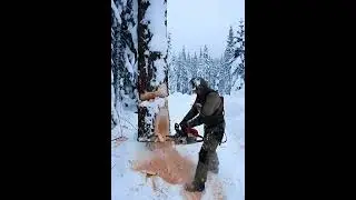 #forestry #nature #handmade #work #chainsaw #outdoors #craft #woodworking #timber #shorts #logging