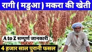 रागी / मडुआ / मकरा की सफल खेती | fingar millet cultivation methods | ragi ki kheti in hindi