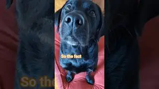 Labrador & facts #funnydogshorts #viraldogshorts  #usadogs #usashorts #ukdogs #canada #australia