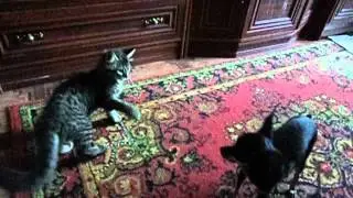 MOV04631