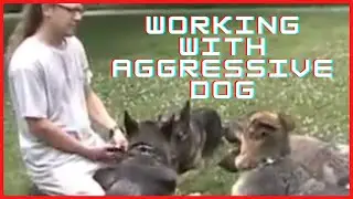Working With Aggressive Dog