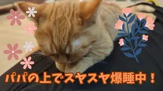 パパの胸の上で爆睡するマンチカンが可愛すぎた件