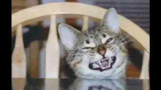 Gatos loucos