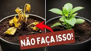 O Jeito CERTO de Usar Borra de Café nas Plantas (Evite Esse Erro!)