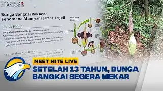 Penantian 13 Tahun! Bunga Bangkai di Kebun Raya Bogor Siap Mekar | Meet Nite Live