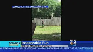 Trending: Boy And Dog Play Catch Over Fence