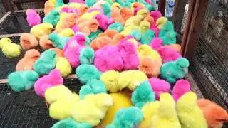 Funny Colorful Baby Chicks Making Cute Sounds 🐥🌈 Adorable Rainbow Chicks Chirping &ndash; Funny Chicken