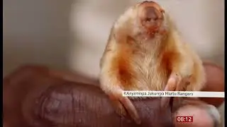 Northern marsupial mole: Rare blind creature photographed in Australian outback -- 9/April/2024