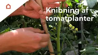 Fjern sideskud: Husk at knibe dine tomatplanter