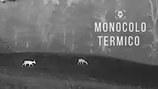 Monocolo Termico Hikmicro Lynx LH19 2.0 &ndash; Test sul campo e video di animali selvatici