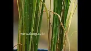Brown Plant Hopper