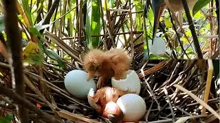 As The Baby Bittern Emerges From The Egg, The Mother Cleans Away The Leftovers