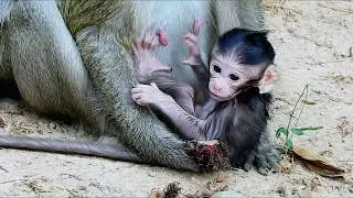How cute Baby Olala? Olala Try Walk Shacking Till Collapse || Mum Head Down Baby .