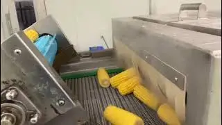 Frozen Corn on Cobs Processing @ Agrodelight Foods Pvt Ltd, Pune.