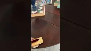 Food begging Beagle