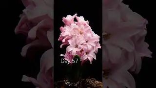 Growing a hyacinth in timelapse! #timelapse #hyacinth