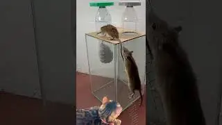 The Best Mouse Trap   The Cat Just Sits and Waits - V2! 🪤😼 | Sunny House #cat #trap #mouse