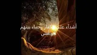 أشدآء على الكفار رحماء بينهم 