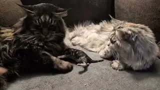 Day 3: A Newborn Kitten Takes Her First Wobbly Steps 🐾 | With Mom & Dad