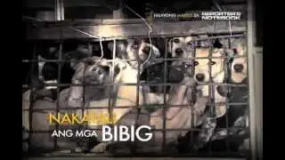 Repoter's Notebook: Illegal dog meat trade in the Philippines