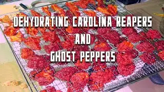 Dehydrating Carolina Reapers &bull; Ghost Peppers