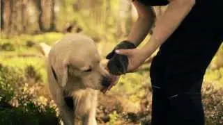 Versatile Golden Retriever: Tracking