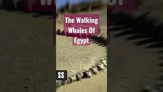 The Walking Whales of Egypt | Evolution Of Whales | الحضارة المصرية