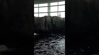 Dolphin #aquarium #dolphins