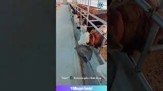 A Water TRAIN for COWS?! 😂 This is The Most Satisfying Thing I've Seen at a Farm! #cow #farming