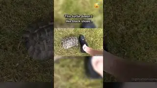 Черепаха не любит черную обувь..😅🐢