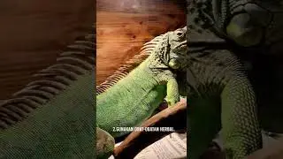 tips menyembuhkan bakteri dan jamur pada iguana