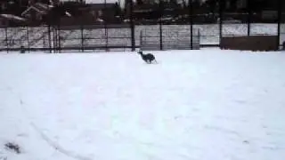 greyhound the snowhound