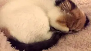Persian Cat Snoring