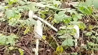 Shaggy Ink Cap Mushrooms 🍄 Lancashire UK wild nature countryside outdoors 