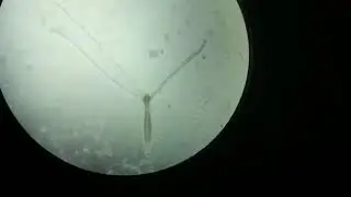 Hydra behavior