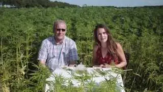 Dutch Harvest hennep thee crowdfunding