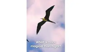 Avitourism.org - Birding birdwatching birds