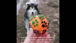 Guiding Huskies: Effective Training Strategies for Spirited Companions 🐶