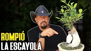El Bonsai que ROMPIÓ la Escayola