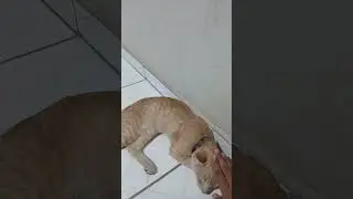 musica para gato relaxar e dormir