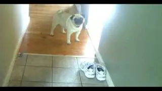 Ty Barking TheMeanKitty Contest