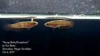 Young betta persephone
