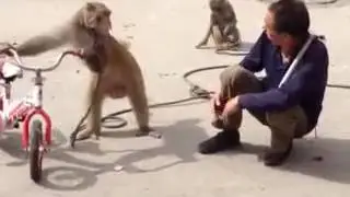 Hasi mazak
