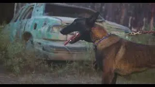 Top K9 Dog Breeding Services | Expert Breeding for Elite Working Dogs