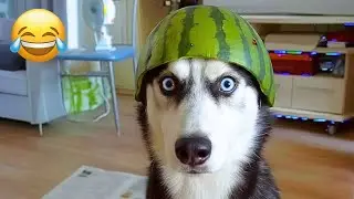 Dogs Breaking the Rules 😂🐕 Hilarious Moments You Have to See 2025