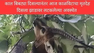 Nanded- A leopard was spotted near Vadepuri, it was found to have hunted a blackbuck and carried ...