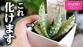 レアかも？初めて見る100均観葉植物…、カッコ良くお洒落に育てます♪【アロエ】