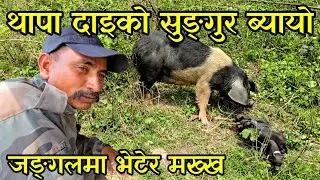 थापा दाइको सुङ्गुर बल्ल ब्याएको भेटियो,पाठा देखेर थापा दाइ मक्ख out door piggery