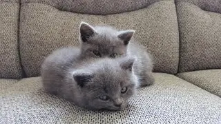 Tiny Paws & Big Energy: Playful Kittens in Action #cats #catlovers