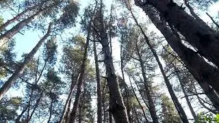 Ambient Morning Forest | calm ur mind. study background